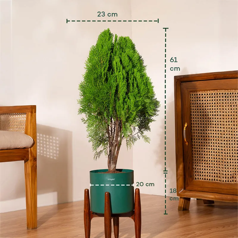 Kyari Thuja Plant With Metal Self Watering Pot (Green) - 2.5 Feet media 5