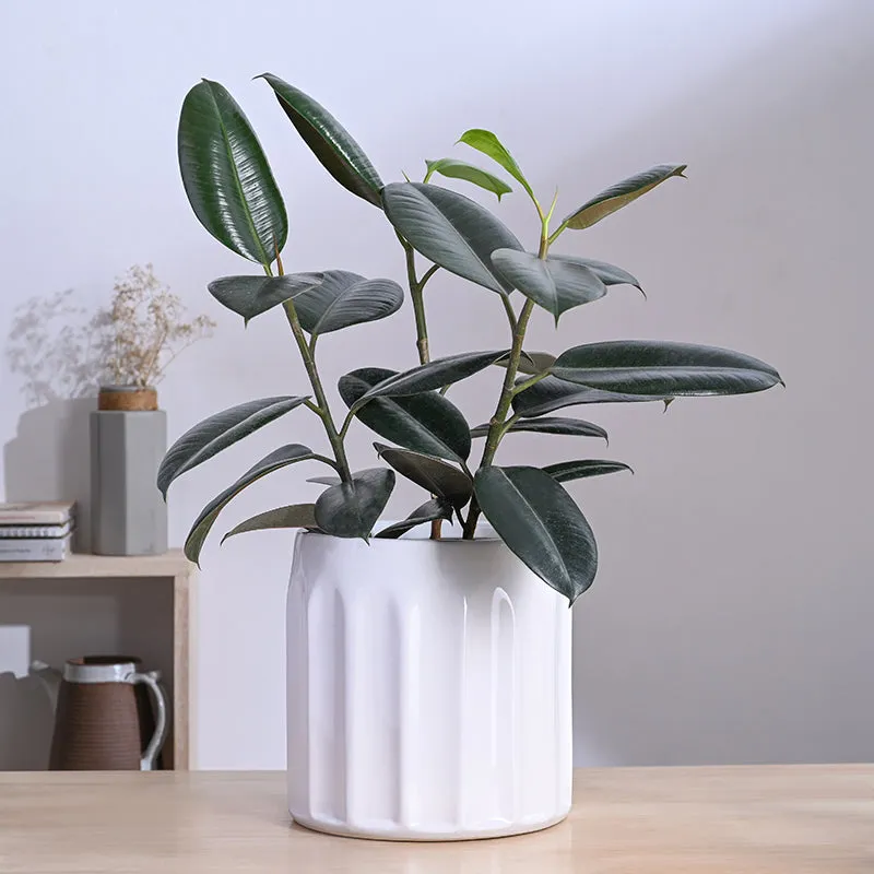 Ugaoo Straits Ceramic Planter - White - 3