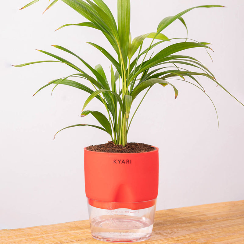 Kyari Areca Palm With Self Watering Pot - Red media 6