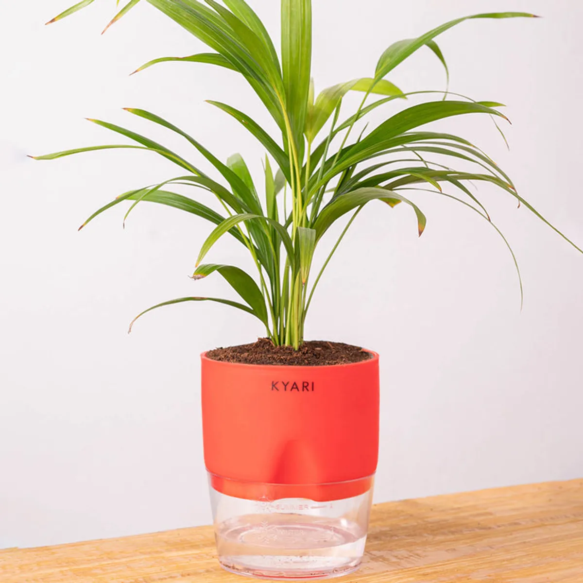 Areca palm in a red self-watering pot against a light backdrop