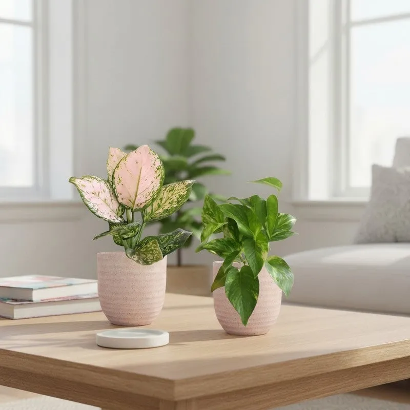Greenkin Aglaonema Wishes & Gold King Live Plants (Ivory) - Set Of Two media 1