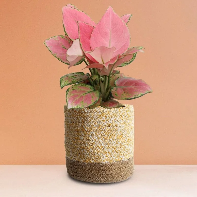 Greenkin Aglaonema Pink Live Plant with Jute Planter - Yellow media 4