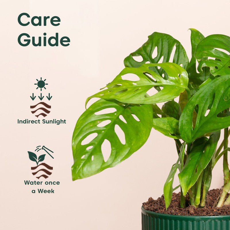 Kyari Broken Heart Plant with Self Watering Pot - Green media 5