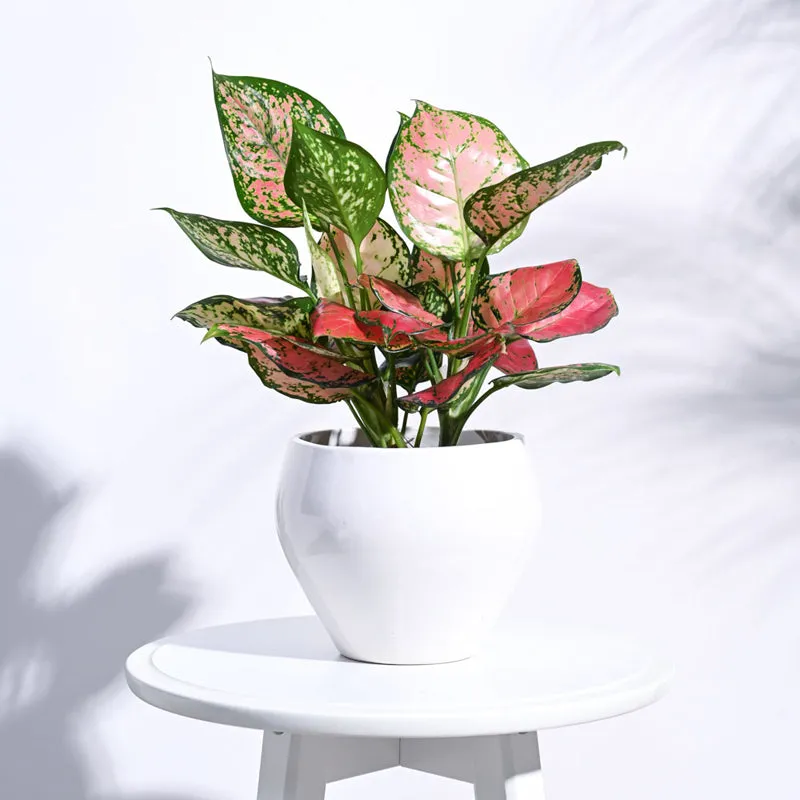 Ugaoo Apple White Ceramic Pot- Medium media 3