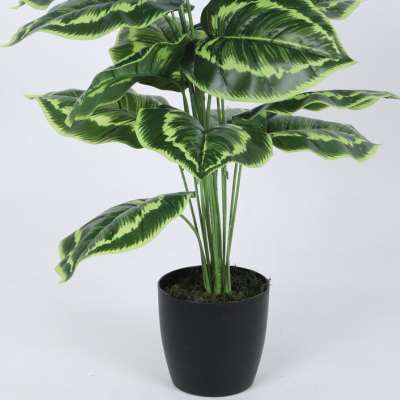 Faux Calatheas Silk Plant With Black Plastic Pot - 2.13 ft media 4