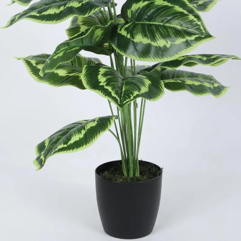 Faux Calatheas Silk Plant With Black Plastic Pot - 2.13 ft media 4
