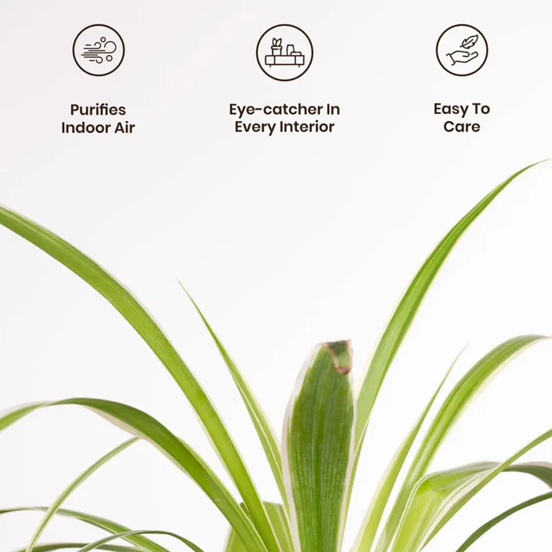 Kyari Spider Plant With Self Watering Pot (Cream) - 18 cm media 5