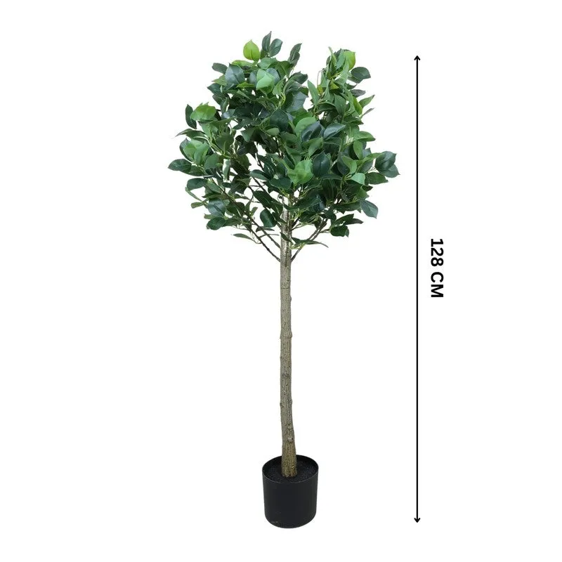 Modern Lush Southern Magnolia Plant without Pot - 4.2 Feet media 7