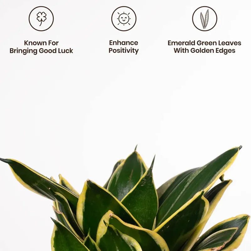Kyari Golden Hahnii Snake Plant With Self Watering Pot (Green) - 18 cm media 4
