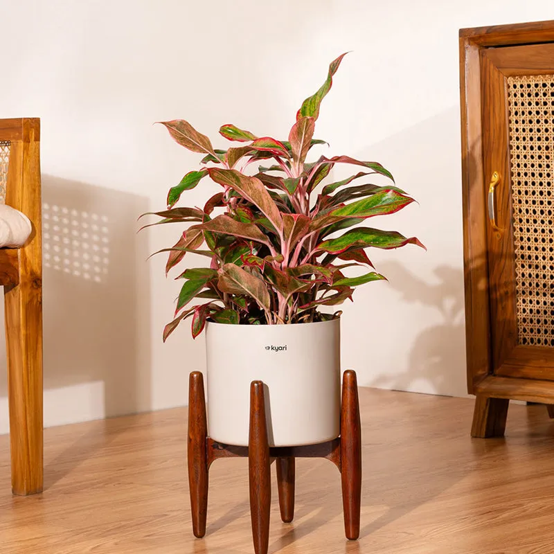 Kyari Agalonema Lipstick Plant With Metal Self Watering Pot (Beige) - 1.6 ft media 1