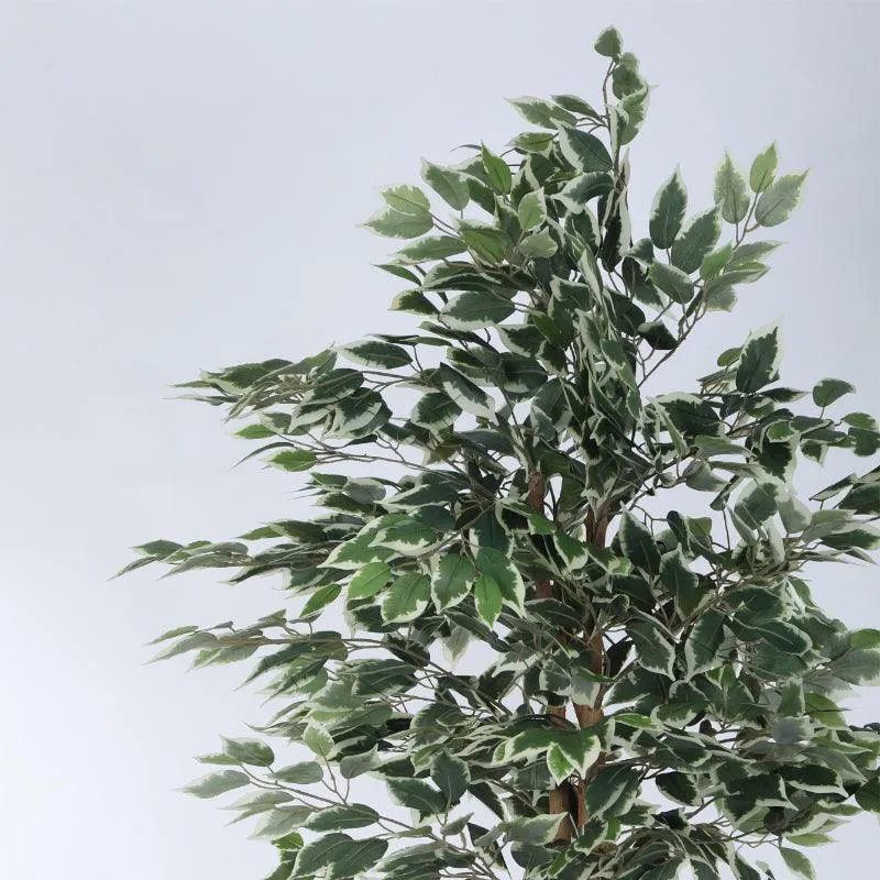 Faux Ficus Variegated Plant With Black Plastic Pot - 5.91 ft media 4