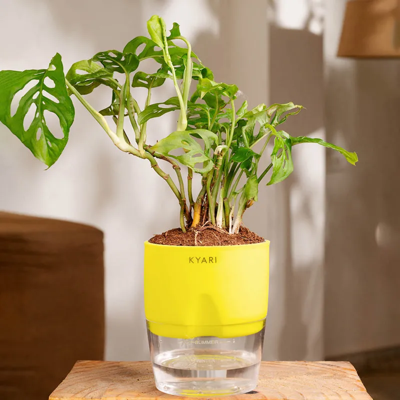 Kyari Philodendron/Broken Heart Plant With Self Watering Pot (Yellow) - 18 cm media 1