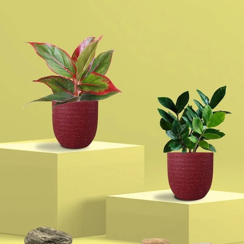 Greenkin ZZ & Aglaonema Lipstick Live Plants (Red) - Set Of Two media 3