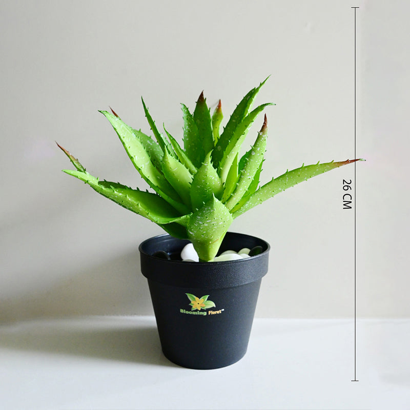Alvera  Artificial Aloe Vera Plant With Black Plastic Pot - Green media 5