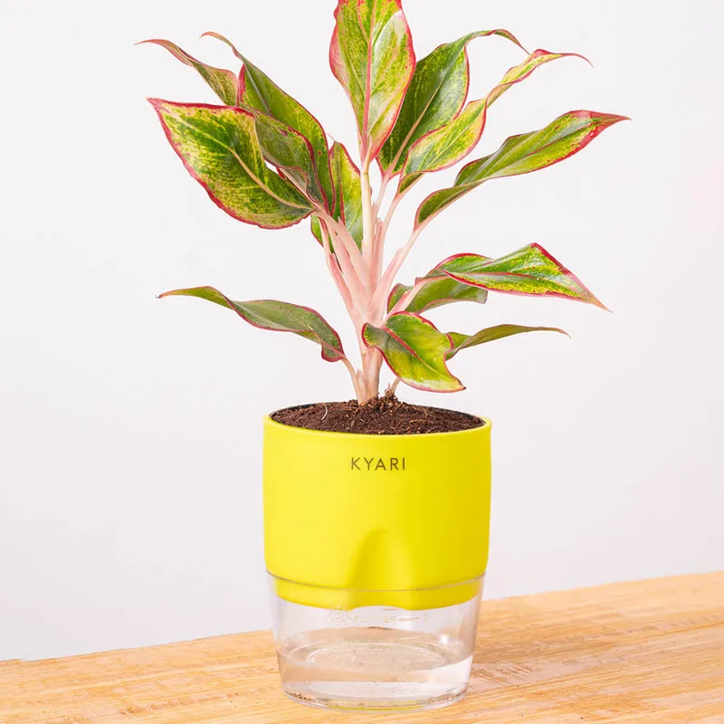Kyari Aglonema Lipstick With Self Watering Pot - Green media 6