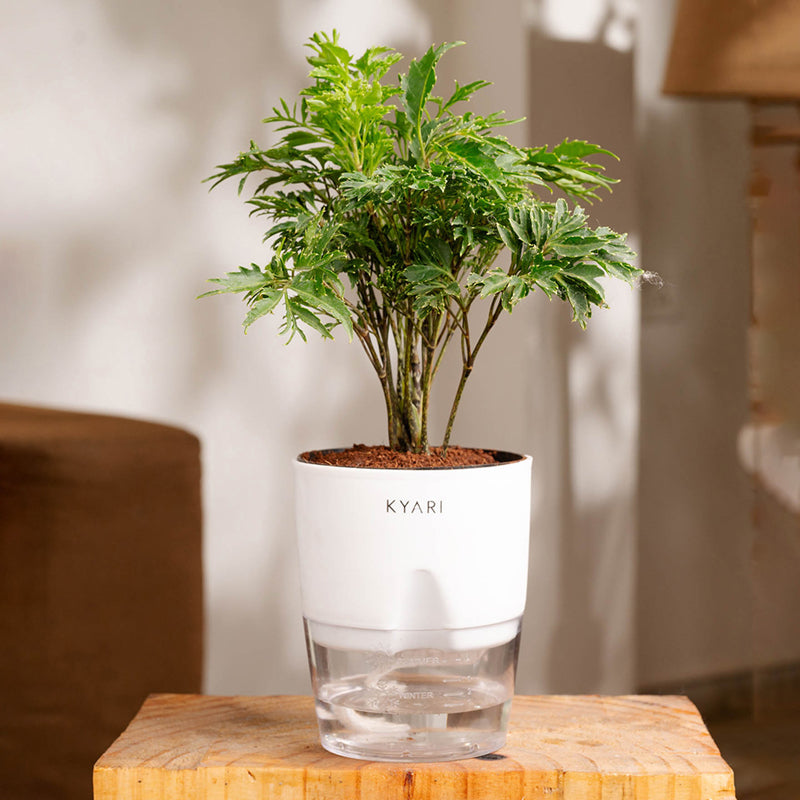 Kyari Aralia Plant With Self Watering Pot (White) - 18 cm