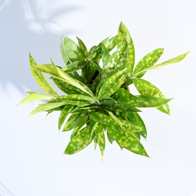 Ugaoo Dracaena Golden Milky Plant media 4