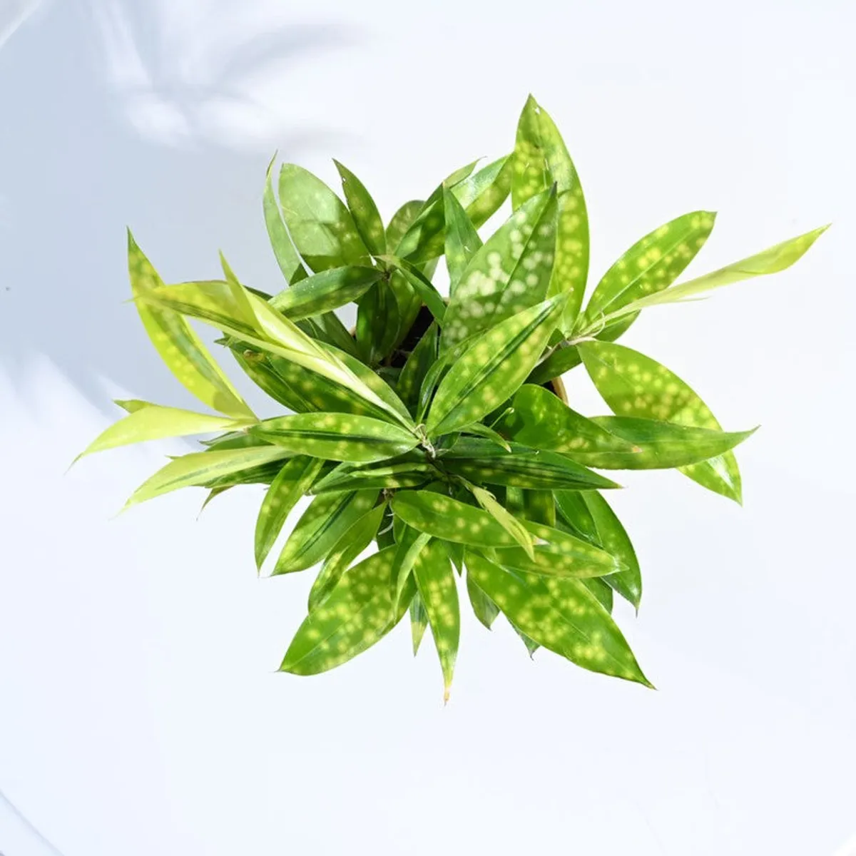 Top view of green Dracaena foliage with spotted leaves