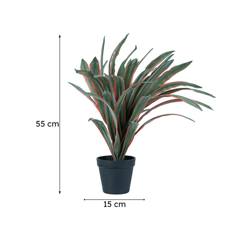 Cordia Artificial Cordyline Plant With Black Plastic Pot - 1.8 Feet media 8