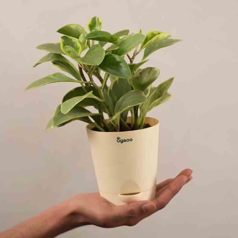 Ugaoo Peperomia Variegated Plant - Small media 3