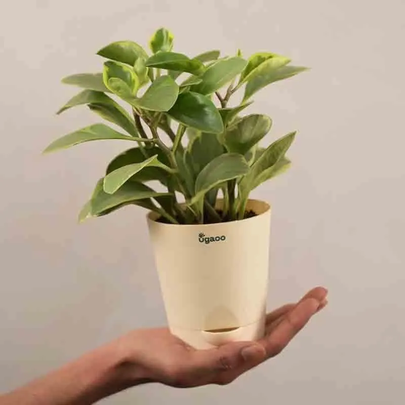 Ugaoo Peperomia Variegated Plant - Small media 3