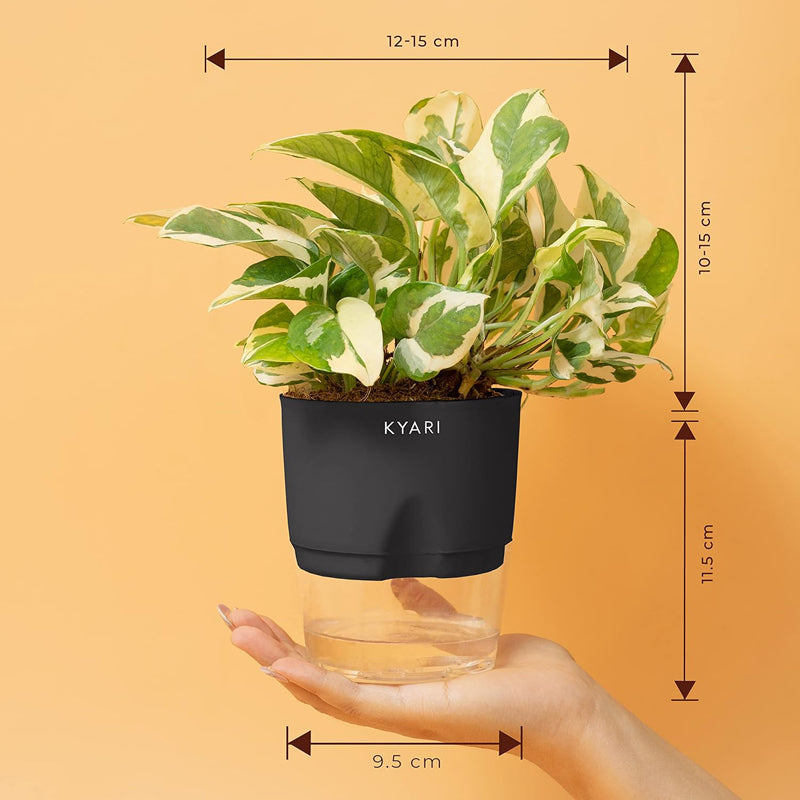 Kyari Viridian Money Plant With Self Watering Pot - Black media 8