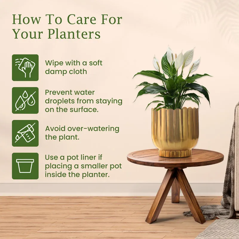 Cosie Coral Planter (Gold) media 4
