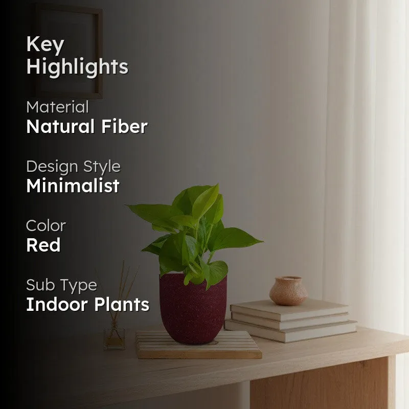 Greenkin Money Plant Golden Live Plant - Red media 2