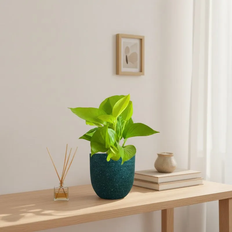 Greenkin Money Plant Golden Live Plant - Green media 1