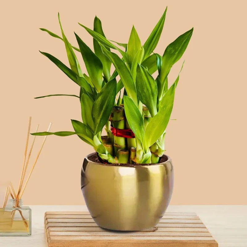 Greenkin 2-Layer Lucky Bamboo Live Plant media 3