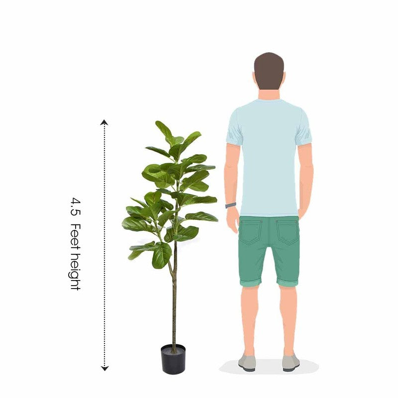 Leafsy Artificial Fiddle Fig Plant With Black Plastic Pot - 2.5 Feet media 6