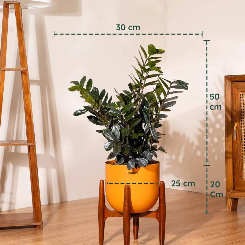 Kyari ZZ Plant With Metal Self Watering Pot (Orange) - 2.4 Feet media 5