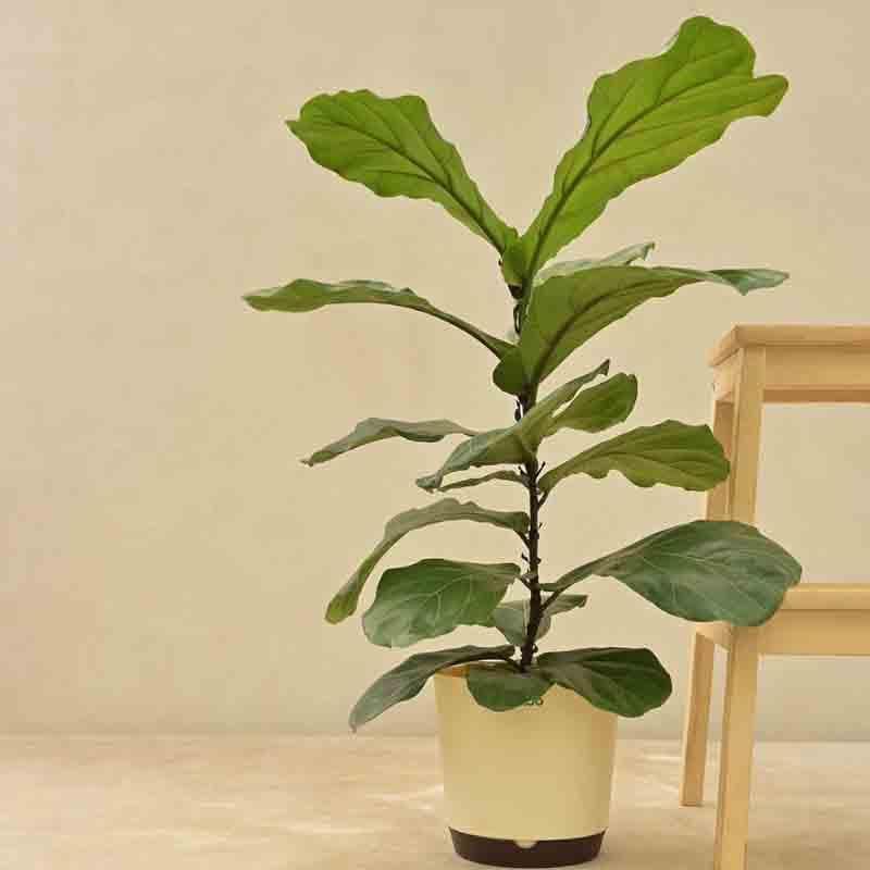 Live Plants