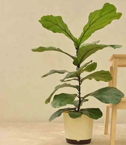 Live Plants