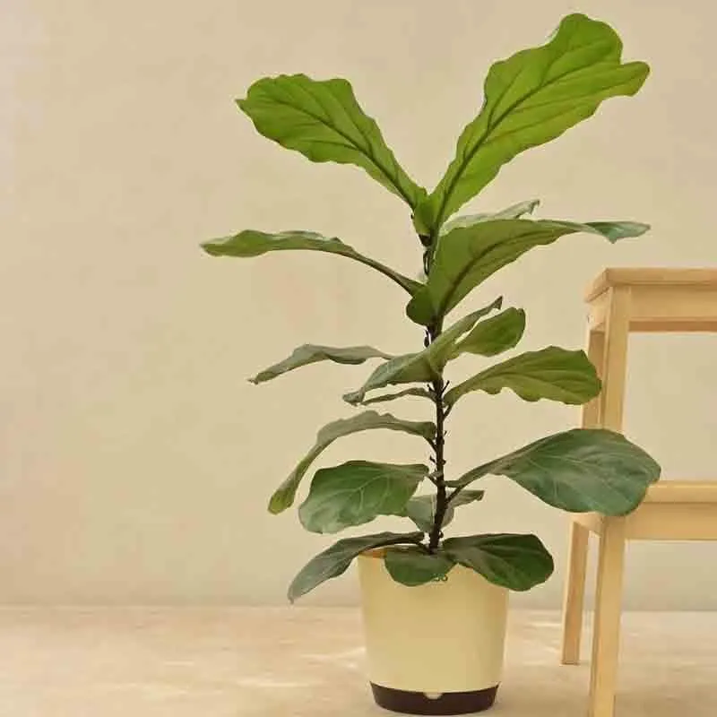 Ugaoo Fiddle Leaf Fig Plant media 1