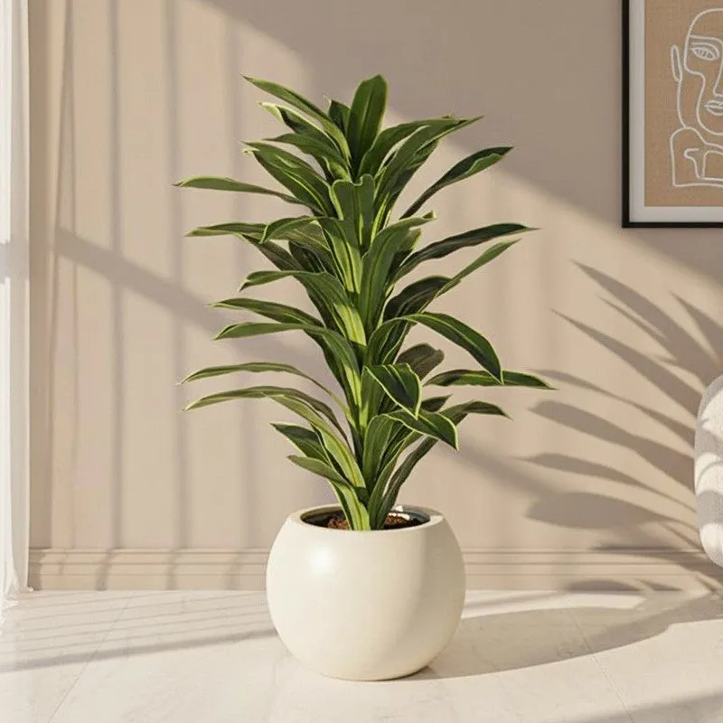 Everlyn Artificial Dracaena Plant With Black Fiber Pot - 4.6 Feet media 1