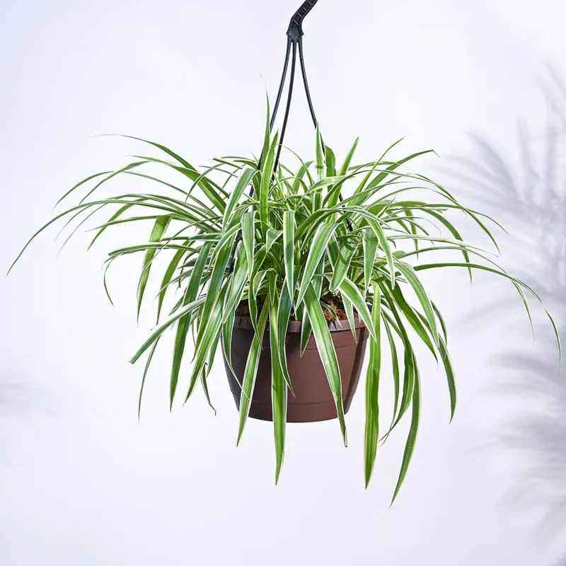 Ugaoo Spider Plant With Hanging Pot media 5
