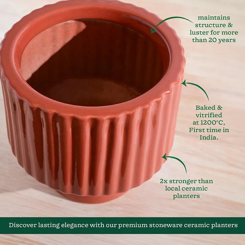 Ugaoo Classic Stria Ceramic Planter - Coral media 5