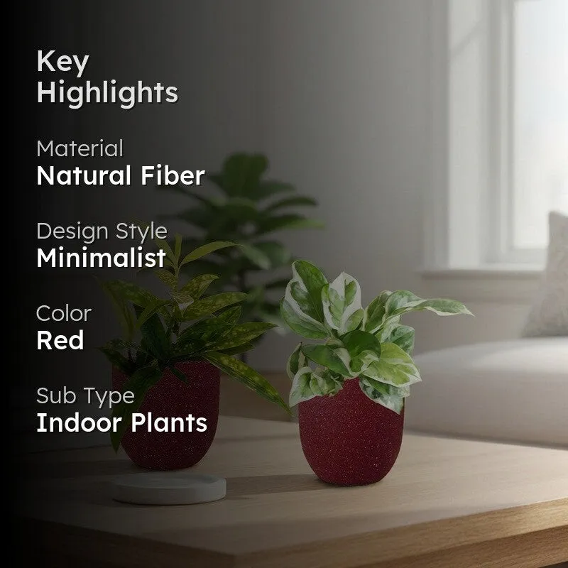Greenkin Bamboo & Njoy Live Plants (Red) - Set Of Two media 2