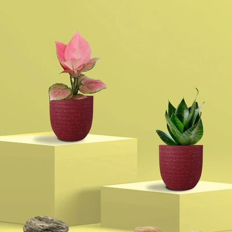 Greenkin Aglaonema Pink & Snake Live Plants (Red) - Set Of Two media 3