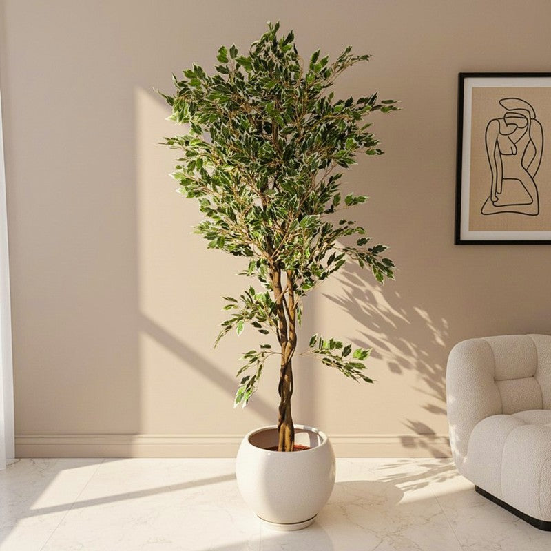 Verdiq Artificial Ficus With Black Plastic Pot - 5.5 Feet