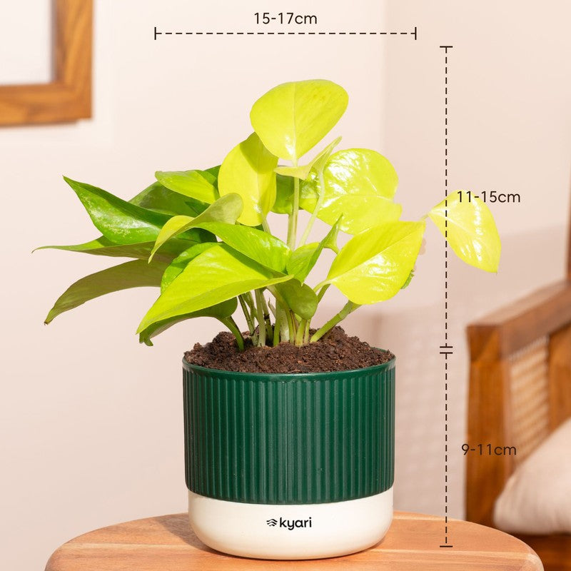 Kyari Golden Money Plant with Self Watering Pot - Green media 7