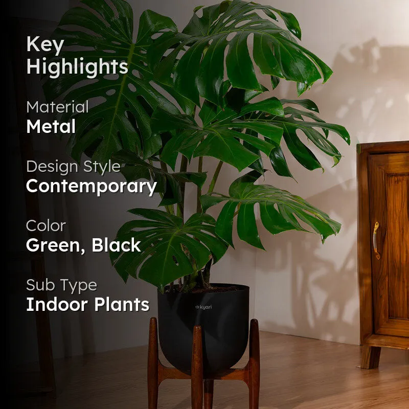 Kyari Monstera Deliciosa Plant With Metal Self Watering Pot (Black) - 3 Feet media 2