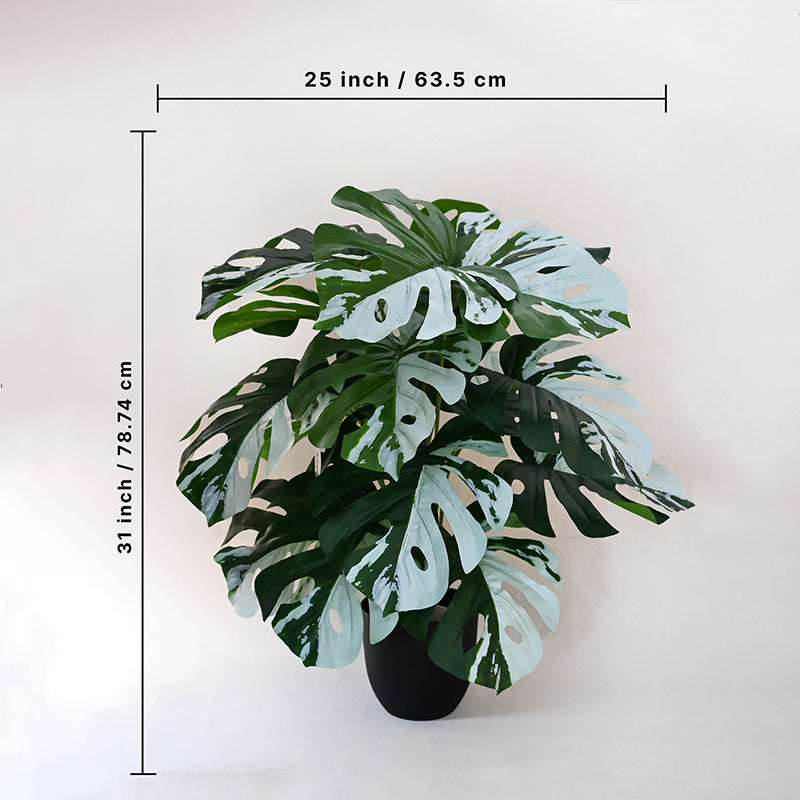 Faux Everlasting Monstera Plant With Black Plastic Pot (Green, White) - 79 cm (2.6 ft) media 5