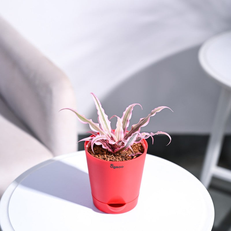 Ugaoo Earth Star Plant - Pink media 6