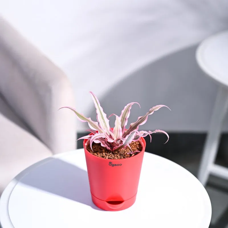 Ugaoo Earth Star Plant - Pink media 6