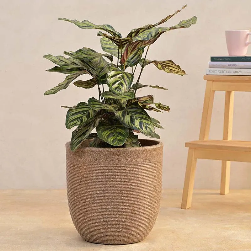 Ugaoo Orbridge Plastic Planter - Brown media 2