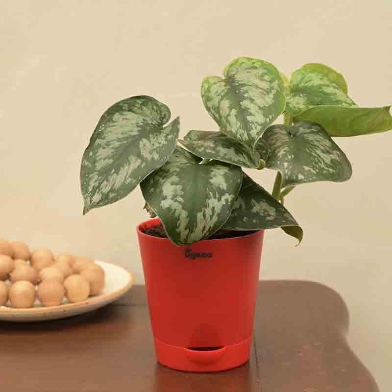 Live Plants