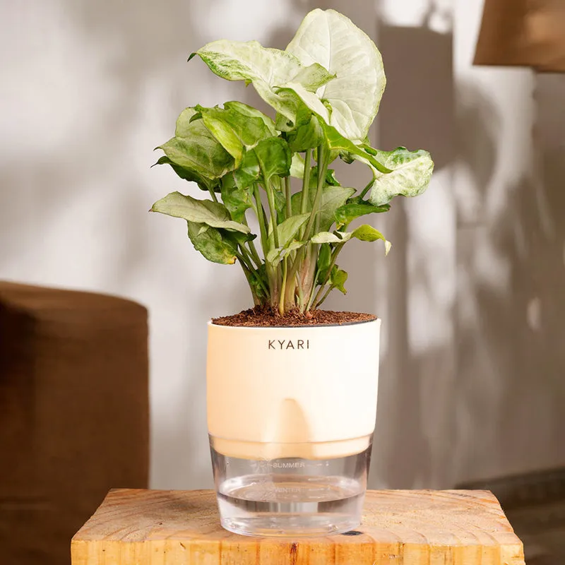 Kyari Syngonium Pixie Plant With Self Watering Pot (Ivory) - 18 cm media 1