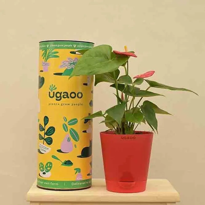 Ugaoo Anthurium Red Plant - Medium media 3